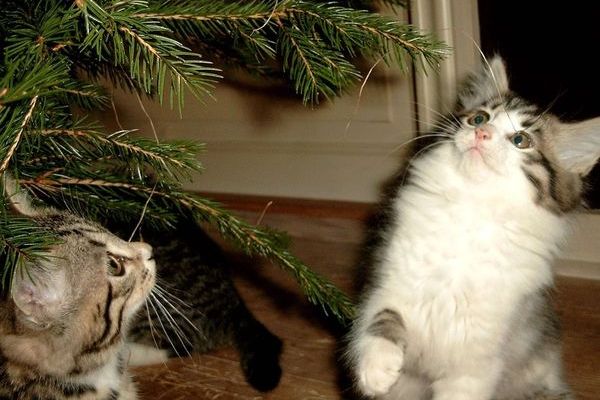 julekat,jul,julehjælp,julehilsen,juleåbent