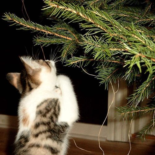 julekat, jul, julehilsen, juleåbent